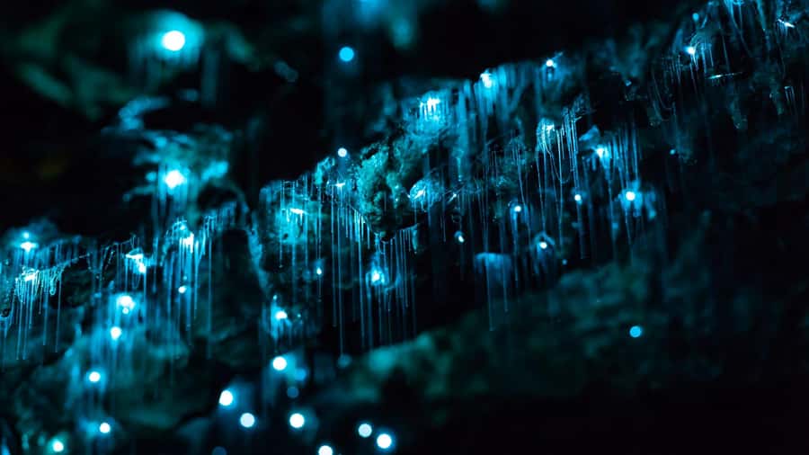From Auckland: Day Trip to Waitomo Glow Worm Caves - A day trip that actually feels guided, not rushed