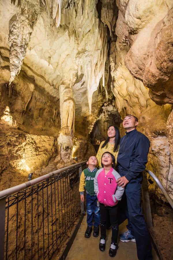 From Auckland: Day Trip to Waitomo Glow Worm Caves - What this tour is great for (and what to watch out for)