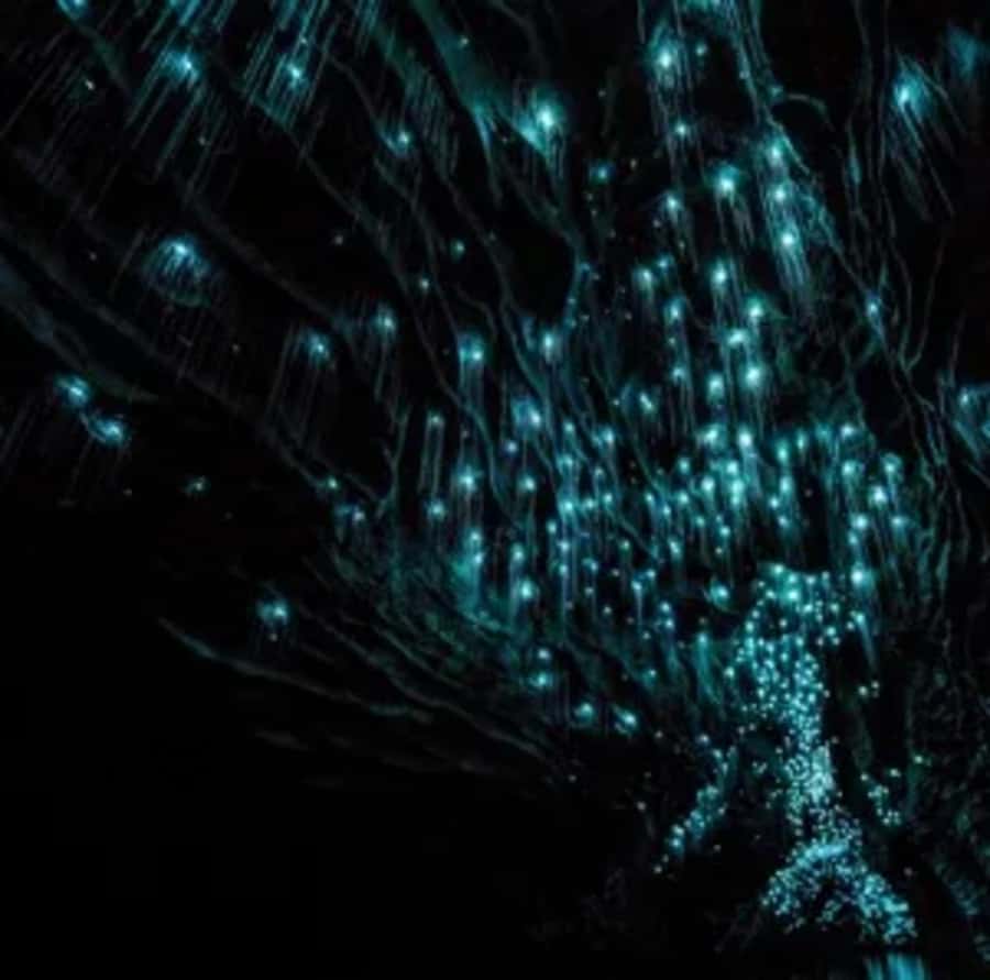 From Auckland: Day Trip to Waitomo Glow Worm Caves - Practical tips that make the day smoother