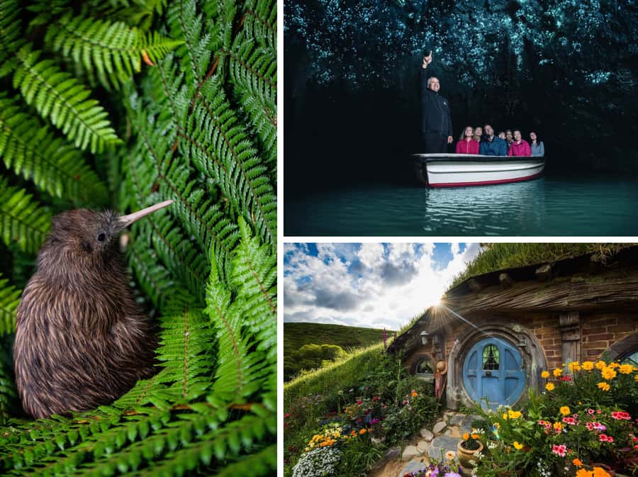 From Auckland: Hobbiton, Waitomo Caves & Kiwi House Tour - From Auckland pickup to Waikato views: what the ride is for