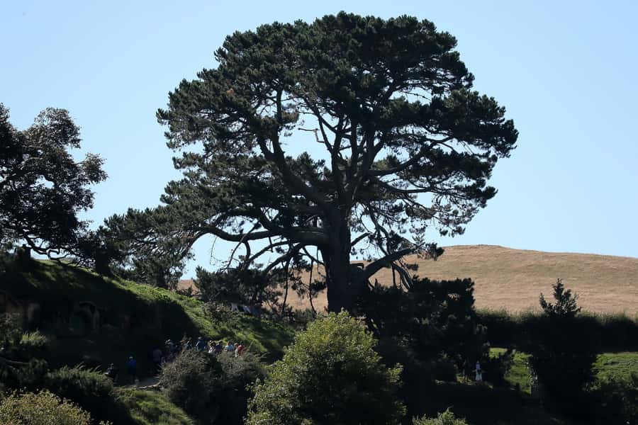 From Auckland or Rotorua: Hobbiton & Waitomo Tour with Lunch - Who this tour fits best (and who should look elsewhere)