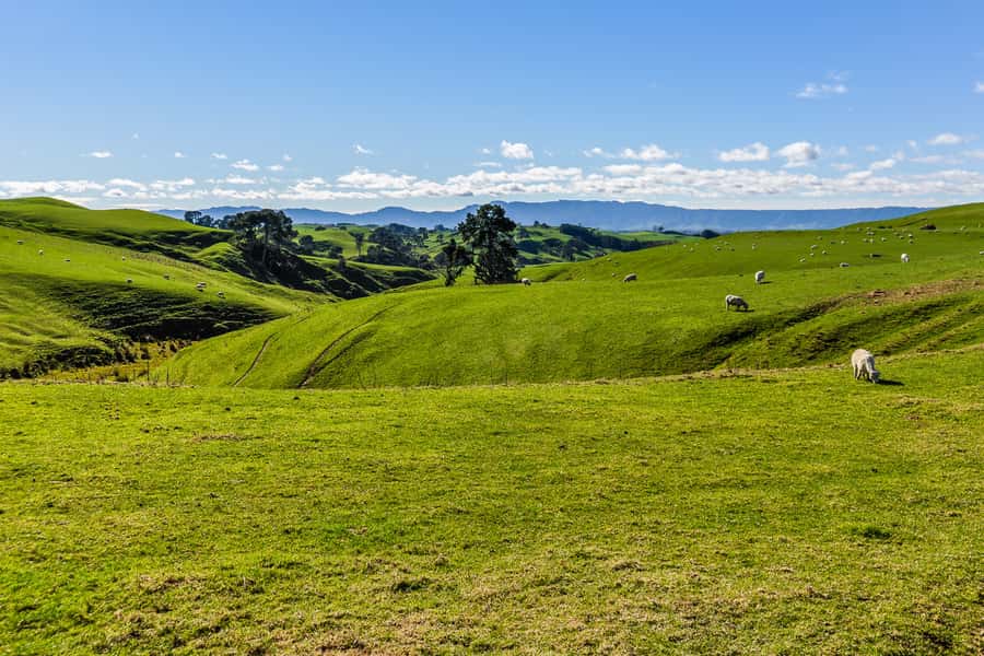 From Auckland or Rotorua: Hobbiton & Waitomo Tour with Lunch - Quick tips that make your day smoother