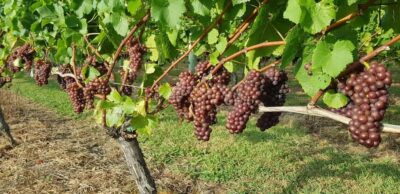 From Auckland: Small Group Kumeu Wine Tour with Lunch - Pickup and the small-group pace that keeps it comfortable
