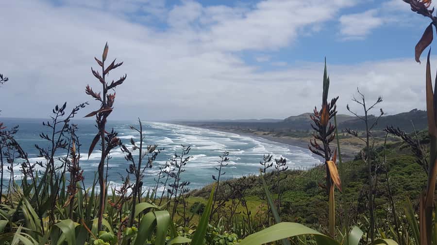 From Auckland: Small Group Kumeu Wine Tour with Lunch - Gannets on the Tasman Sea: cliff-top viewing that keeps distance from nature