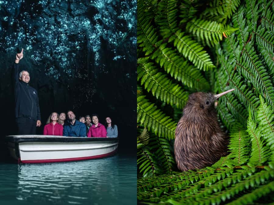 From Auckland: Waitomo Caves and Kiwi House Group Tour - Key points to know before you go