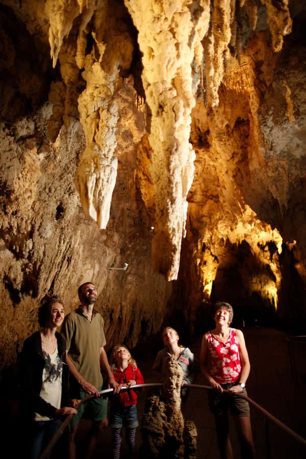 From Auckland: Waitomo Caves and Kiwi House Group Tour - Otorohanga Kiwi House: dome aviary, kiwi sightings, and tuatara