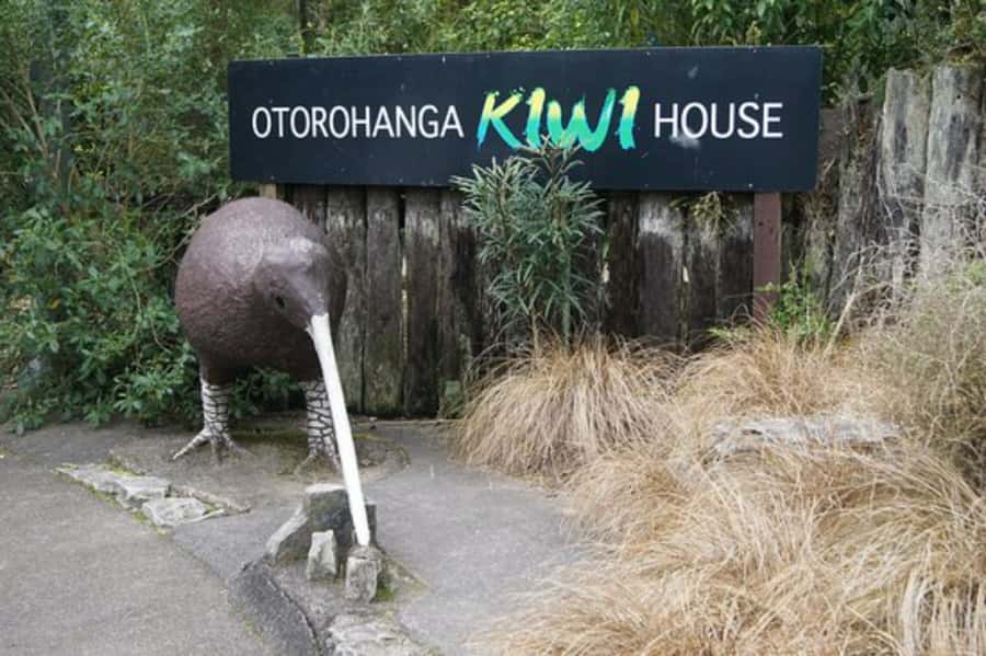 From Auckland: Waitomo Caves and Kiwi House Group Tour - Should you book the Waitomo and Kiwi House day trip from Auckland?