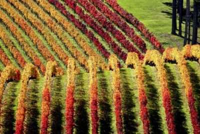 Full Day Private Waiheke Island Wine Tour Including Lunch - Oneroa Beach First: A Simple Way to Reset Your Day