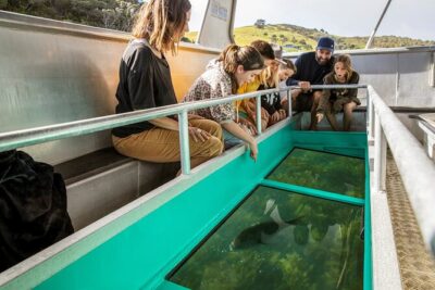 Glass Bottom Boat Tour - Stop 1: 50 minutes in Goat Island Marine Reserve and what you might spot
