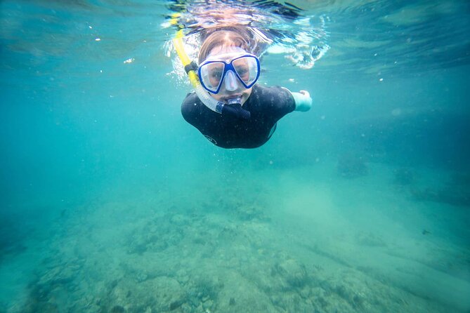 Guided Snorkeling and Island Exploration in Auckland - The setting: Auckland’s quick path to Tiritiri Matangi