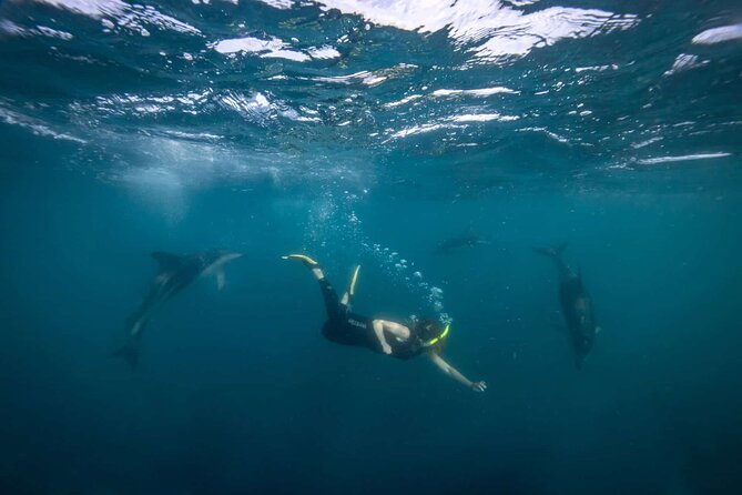 Guided Snorkeling and Island Exploration in Auckland - The guide matters more than you think