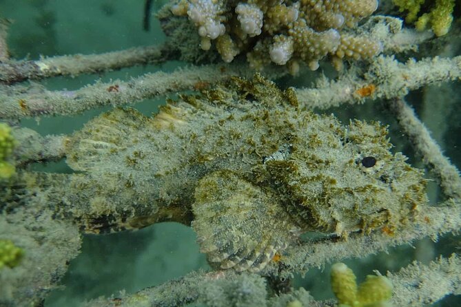 Guided Snorkeling and Island Exploration in Auckland - After snorkeling: native forest + wildlife sanctuary exploration