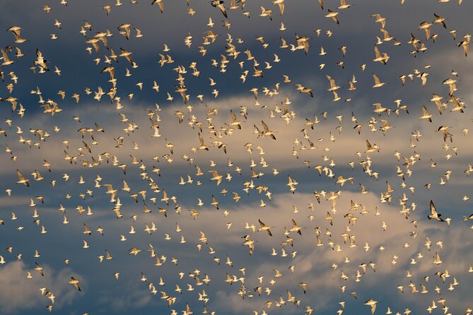 Guided Tour at Pukorokoro Shorebird Centre - Quick Reasons This Shorebird Tour Works