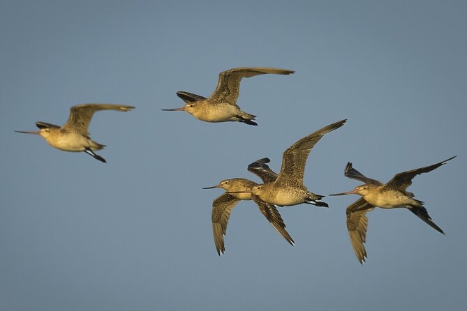 Guided Tour at Pukorokoro Shorebird Centre - Shorebird Coast Viewing, Timed for the Birds