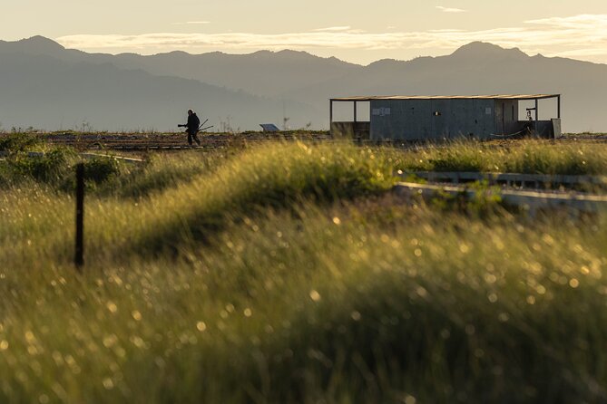 Guided Tour at Pukorokoro Shorebird Centre - Telescope Viewing: How to Get More From the Time You Have