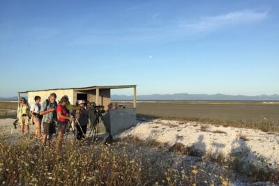 Guided Tour at Pukorokoro Shorebird Centre - Robert Findlay Wildlife Reserve: Bird Hides and Big-Picture Estuary Ecology