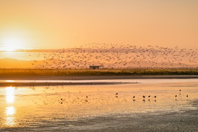 Guided Tour at Pukorokoro Shorebird Centre - What’s Included vs. What You Should Plan for