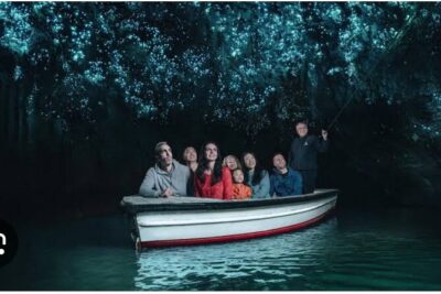 Hobbiton and Waitomo Caves Arrive in Comfort and Style - Hobbiton Movie Set tour: Shire scenes, Bag End, and that Party Tree moment