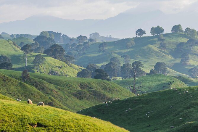 Hobbiton Movie Set Guided Day Tour with Lunch from Auckland - Why the guide matters: storytelling that makes the set feel real