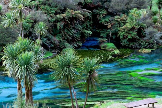 Hobbiton Movie Set Tour to Blue Springs and Mineral Spa - Blue Spring Walk: Clear Water and a Calm Pace
