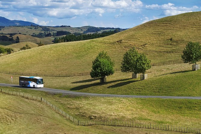 Hobbiton & Waitomo Caves Guided Tour from Auckland with Lunch - Lunch at Waitomo: Picnic Food, Timing, and the Green Dragon Inn Drink