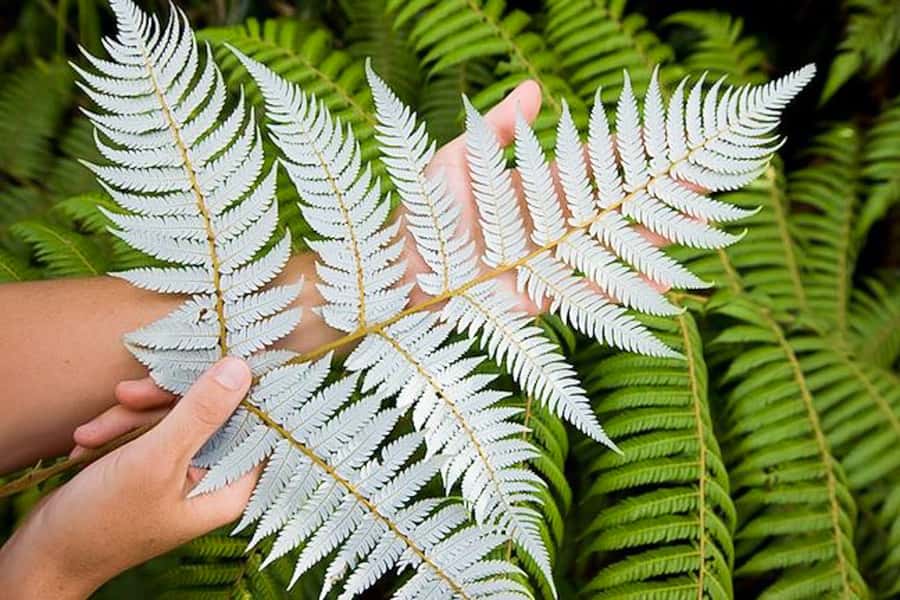 Luxury Auckland Maori Tour - The Maori culture component: what it feels like in real time