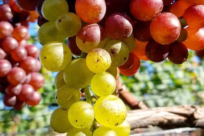 Luxury Private Auckland Wine & Beach Tour with Lunch - Soljan’s Estate in Waimauku: A Warm Family Finish