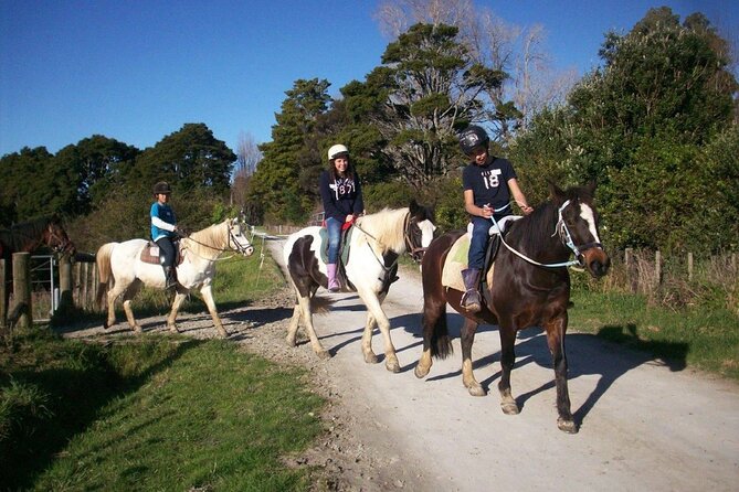 Matakana Art & Horse Riding Experience Private Tour From Auckland - Price and Value: What You’re Paying For at $588.92