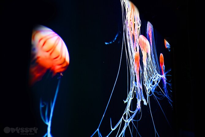 Odyssey Sensory Maze Entry Auckland Ticket - Key highlights at a glance