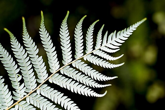Private Auckland City Highlights Tour - Mission Bay: A Beach Break With Pōhutukawa and Island Views