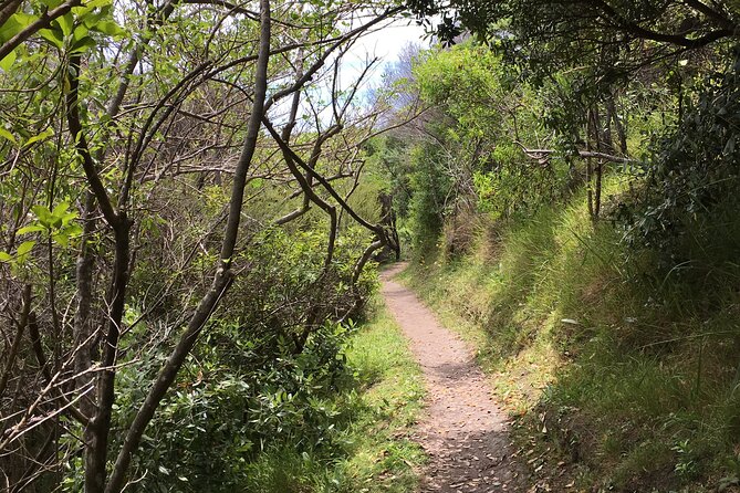 Private Vineyard Bush Walk Tour in Waiheke Island - A Waiheke day built on bush, headlands, and vineyards