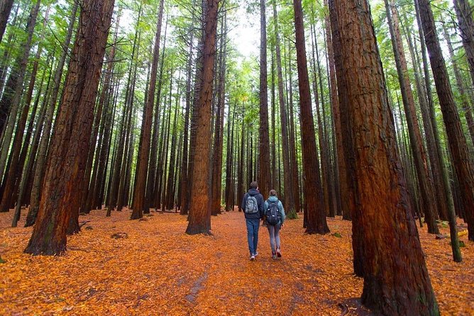 Redwood Forest , Blue Springs & Huka Falls Day Tour from Auckland - Key Points I’d Use to Decide