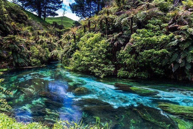 Redwood Forest , Blue Springs & Huka Falls Day Tour from Auckland - Why This Auckland Day Trip Hits So Many High Notes