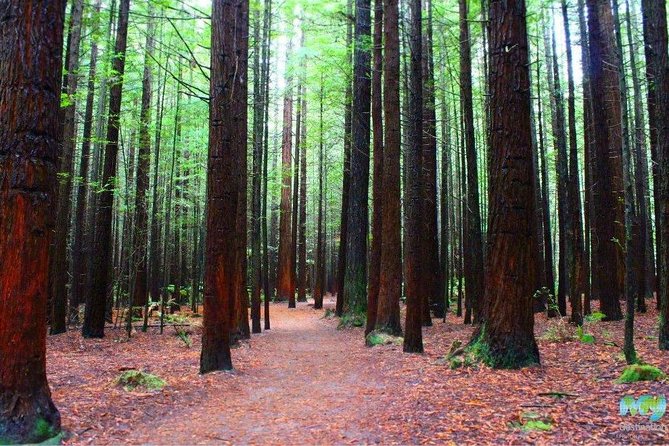 Redwood Forest , Blue Springs & Huka Falls Day Tour from Auckland - Blue Springs: What the Walk Actually Gives You
