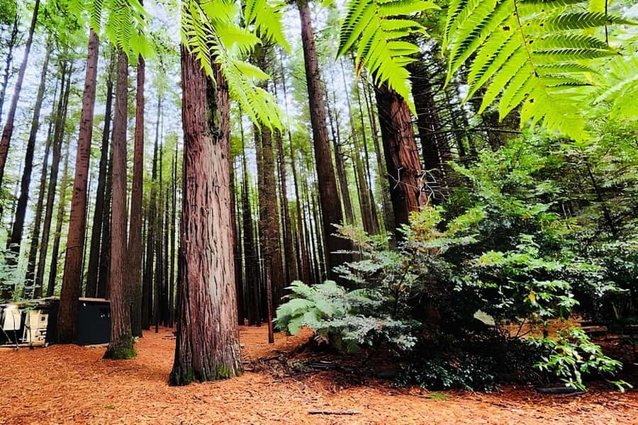 Rotorua & Taupo DayTour Waiotapu & Huka Falls from Auckland - Guides make or break the day: small group, big personality