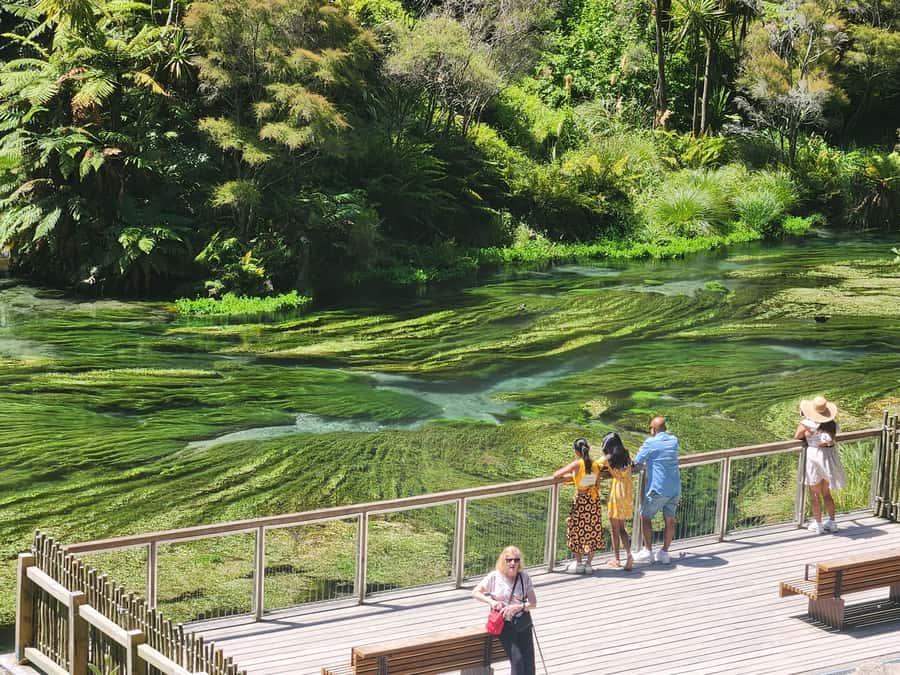 Rotorua & Taupo DayTour Waiotapu & Huka Falls from Auckland - Price and logistics: is $448 per person good value?