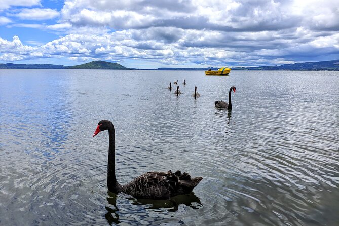 Rotorua: WaiOtapu & Redwood forest & Blues springs from Auckland - Blue Spring’s turquoise water near Putaruru: a quick hit of color