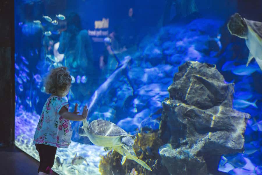 Sea Life Kelly Tarlton's Aquarium General Admission - Location: Mission Bay area makes your day easier
