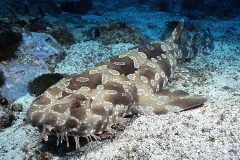 Sea Life Kelly Tarlton's Aquarium General Admission - What the animal talks add (and how to use them)