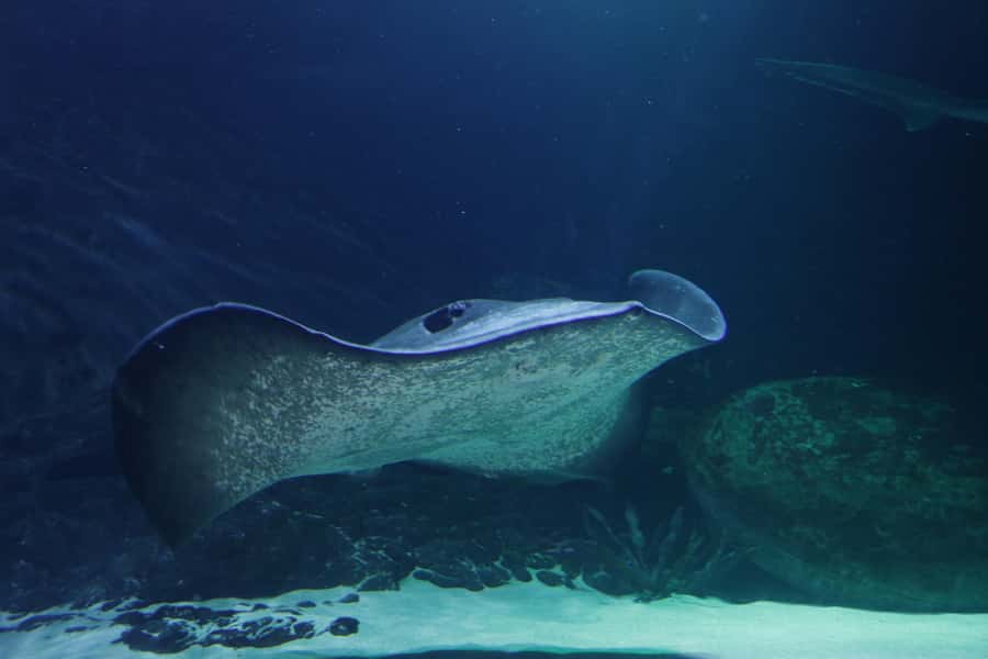 Sea Life Kelly Tarlton's Aquarium General Admission - Price and value: $23 makes sense if you pace it right