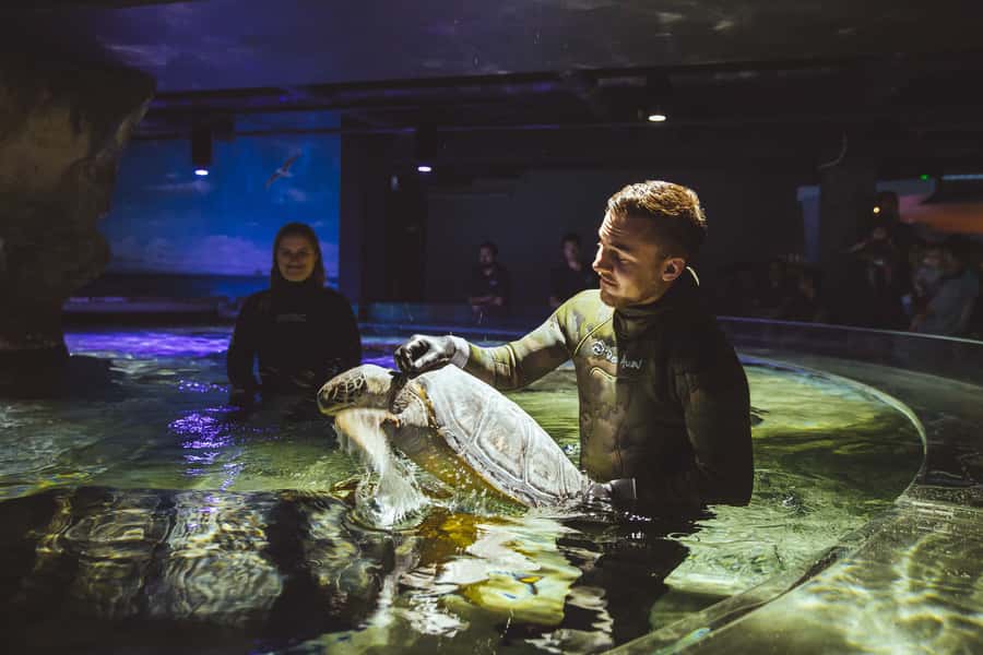Sea Life Kelly Tarlton's Aquarium General Admission - Timing tips: open 9:30 to 5:00, last entry at 4:00