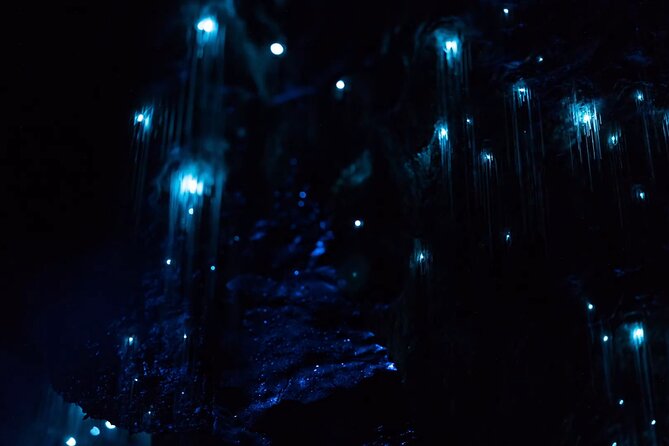 See Auckland's Secret Glow Worms - Key Things That Make This Glowworm Tour Worth Your Night