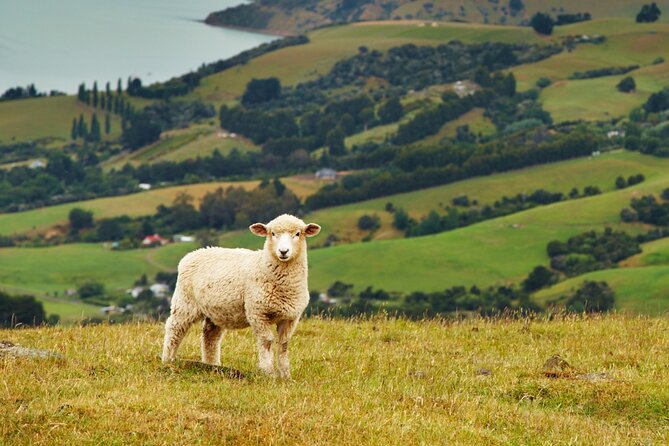 Sheep Shearing and Auckland City Highlights Tour with Lunch - Auckland City highlights: Mt Eden for views that feel big fast