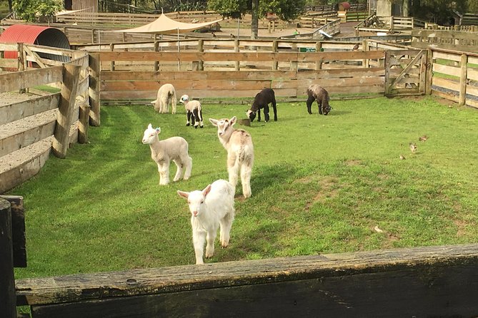 Sheep Shearing and Auckland City Highlights Tour with Lunch - Auckland Domain, Winter Gardens, and rose gardens for calm breaks