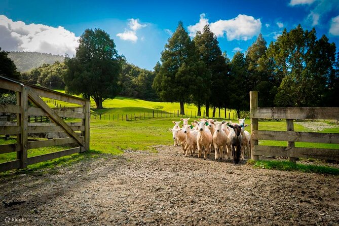 Sheep Shearing and Auckland City Highlights Tour with Lunch - Honey Centre: what you’ll learn and taste