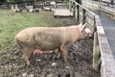 Sheep World Country Tour from Auckland - The real deal: pickup, small-group pace, and the guide factor