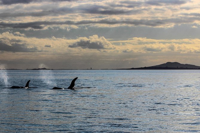 Sunset kayak tour to Rangitoto Island - Rangitoto at Golden Hour: Why This Kayak Tour Works