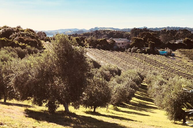 The Boutique Experience: Waiheke Best Cellar Tour (11 guests max) - Should you book this Waiheke Best Cellar Tour?