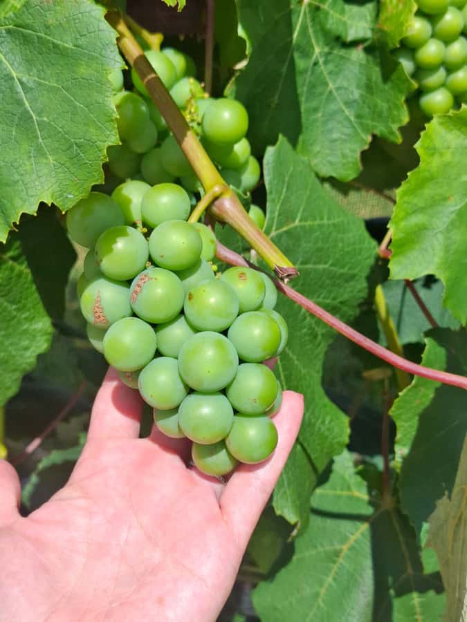 The Boutique Experience: Waiheke Island Best Cellar Tour - Who this tour suits best (and who should look elsewhere)