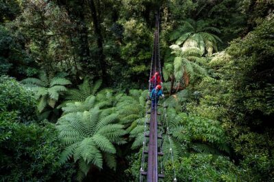 The Ultimate Canopy Zipline Experience Private Tour From Auckland - The canopy course: ziplines, swing bridges, abseil, and a 50m cliff walk